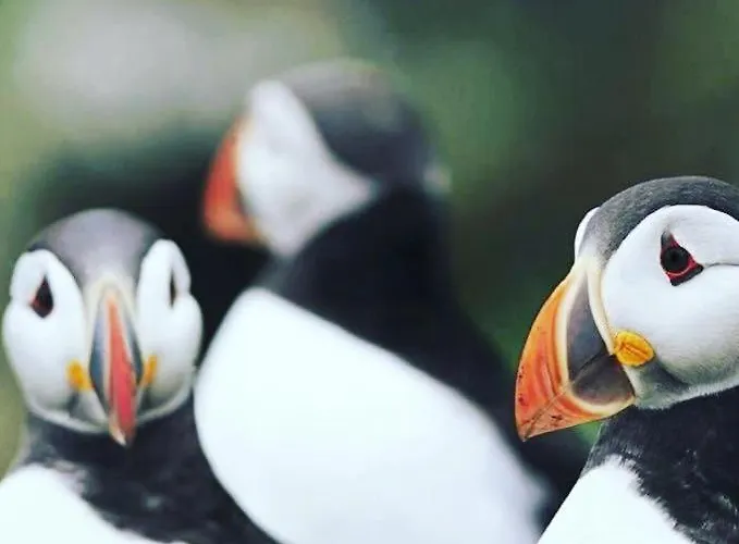 Sunkissed Prázdninový dům *